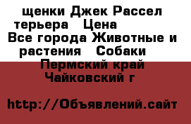 щенки Джек Рассел терьера › Цена ­ 27 000 - Все города Животные и растения » Собаки   . Пермский край,Чайковский г.